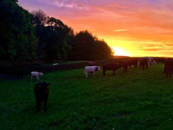 Cows grazing on field against sky during sunset