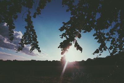 Low angle view of silhouette trees on field against sky at sunset