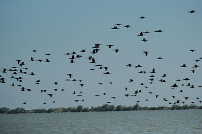 Flock of birds flying in the sky