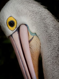 Close-up of bird