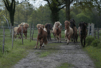 Horses in a field