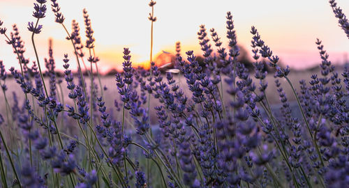 Close-up of purple flowering plants on field against sky