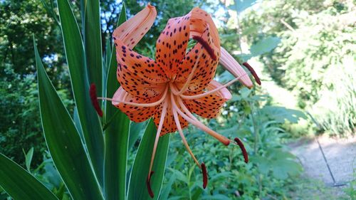 Close-up of flowers blooming outdoors