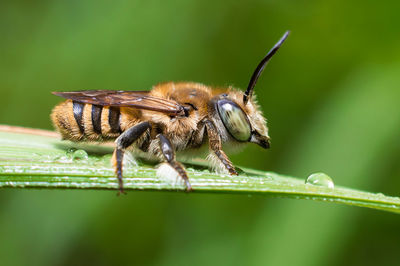 Close-up of honey bee