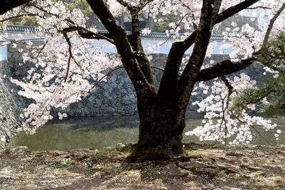 View of cherry tree by river