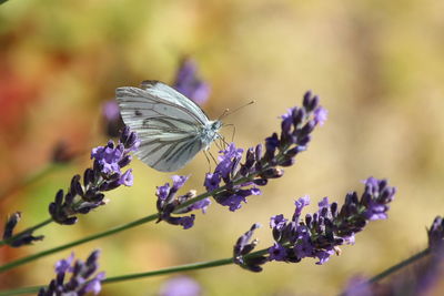 Close-up of butterfly on purple flower