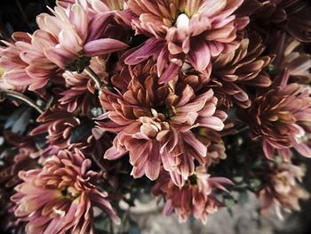 Close-up of pink flowers