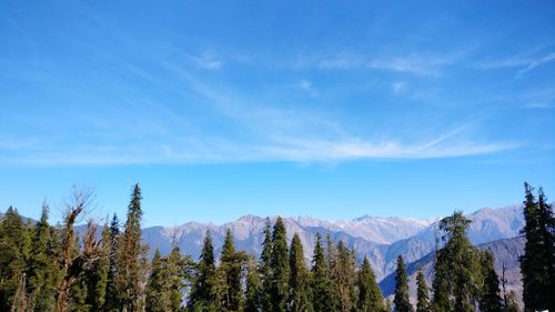 Panoramic view of trees on landscape against blue sky