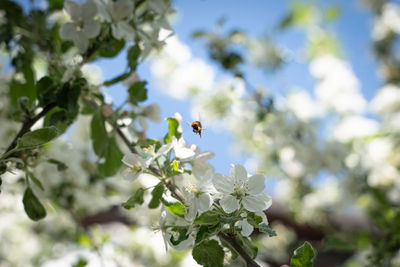 Close-up of insect on white flower