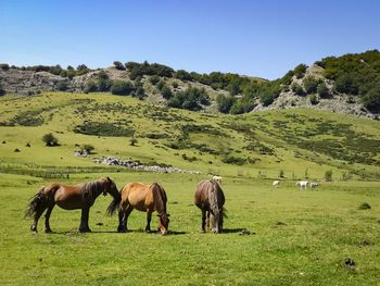 Horses grazing in a field