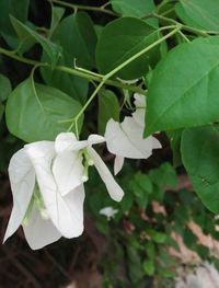 Close-up of white flowering plant