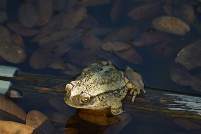 Close-up of turtle swimming in sea