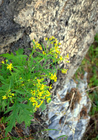 Close-up of yellow flowers