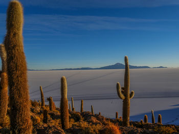 Cactus on landscape against blue sky