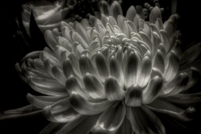Close-up of dahlia