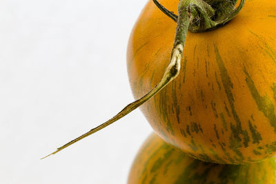 Close-up of pumpkin against white background