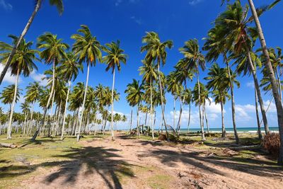 Scenic view of palm trees by sea against clear blue sky