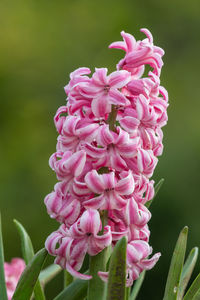 Close up of a pink hyacinth flower in bloom