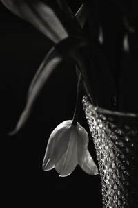 Close-up of white flowering plant