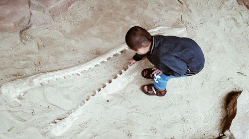 High angle view of boy touching fossil on sand