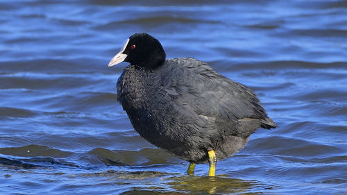 Close-up of duck swimming in lake