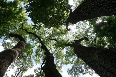 Low angle view of trees against sky