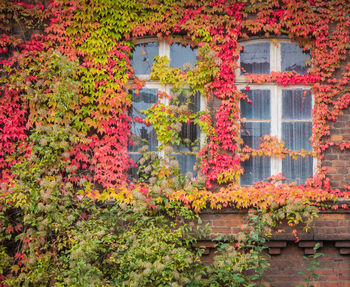 Ivy growing on wall of building