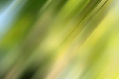 Full frame shot of green leaves