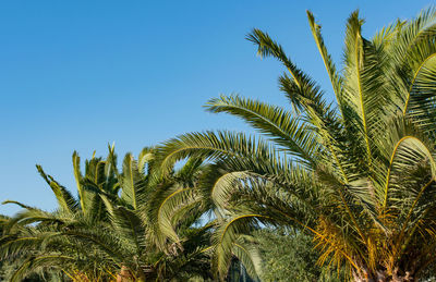 Royal palm with blue sky in the background