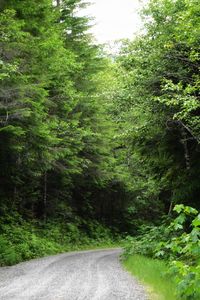 Road amidst trees in forest