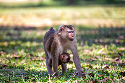 Monkey sitting on field