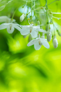 Close-up of white flowering plant