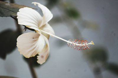 Close-up of white rose flower