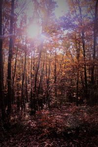 Trees in forest during autumn