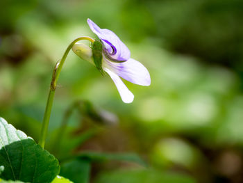 Close-up of purple flowering plant