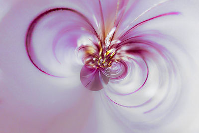 Close-up of pink flower