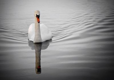 White swan in water