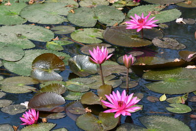 High angle view of pink water lily in lake