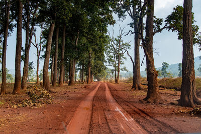 Dirt road amidst trees in forest