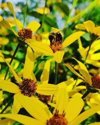 Close-up of bee on yellow flowering plant