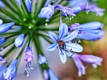 Close-up of insect on purple flower