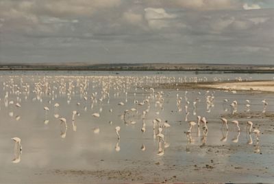 Flock of seagulls on beach