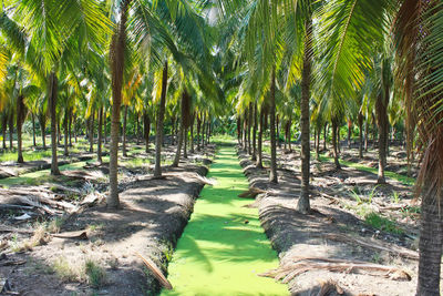 Panoramic view of coconut palm trees on field