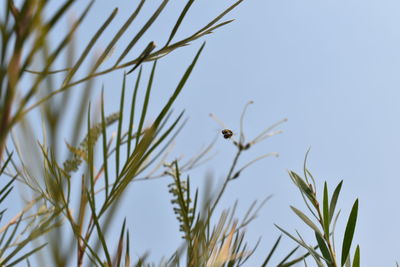 Close-up of grass against sky