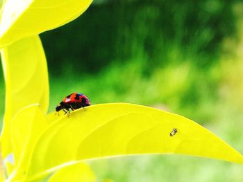 Close-up of ladybug on flower