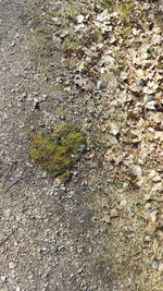 High angle view of lichen on field