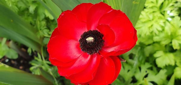 Close-up of red flower