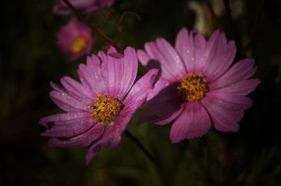 Close-up of pink flower