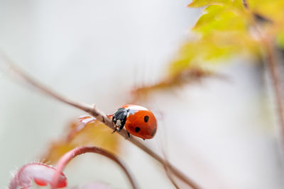 Close-up of ladybug on flower