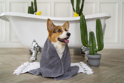 Washing pet dog home